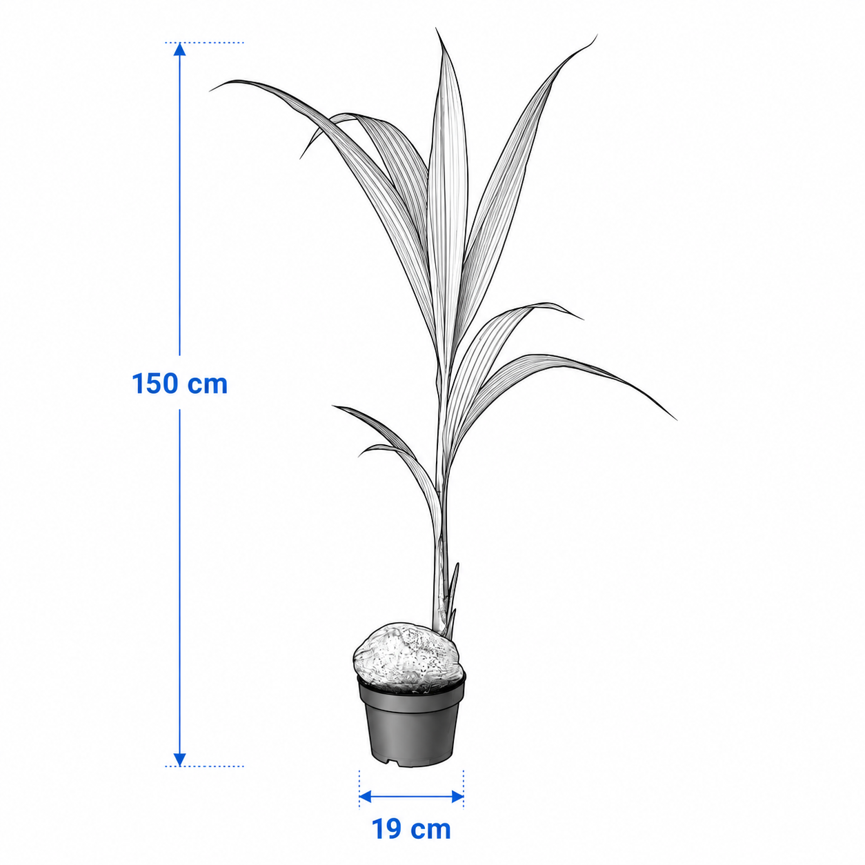 PALMVIK Artificial Coconut Palm Tree - Image 4