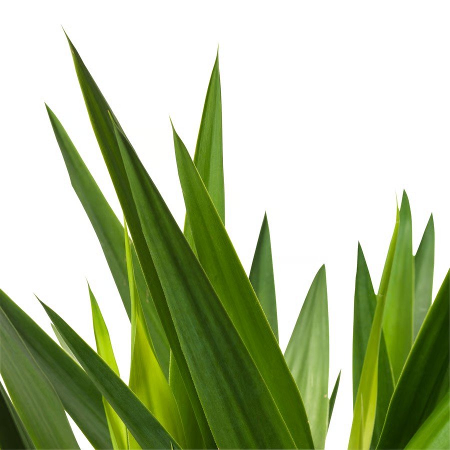 YUCVIK Artificial Two-Stem Yucca Plant - Image 2