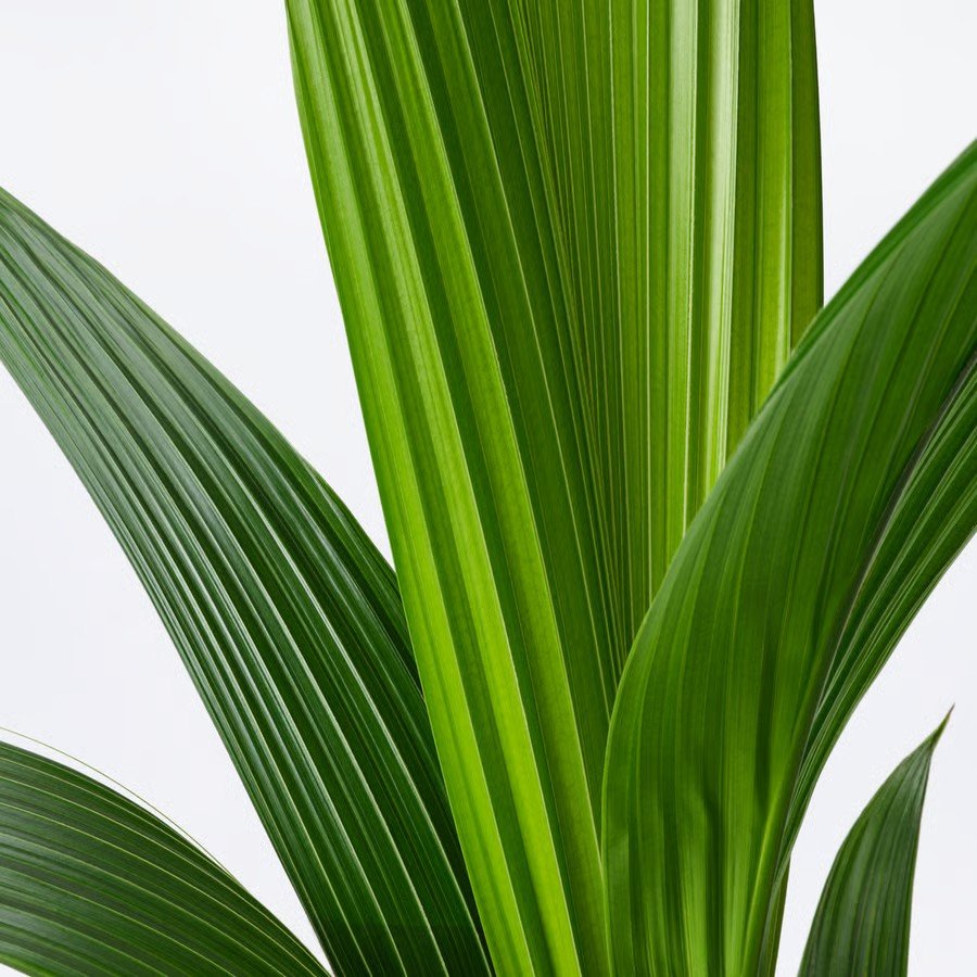 PALMVIK Artificial Coconut Palm Tree - Image 3