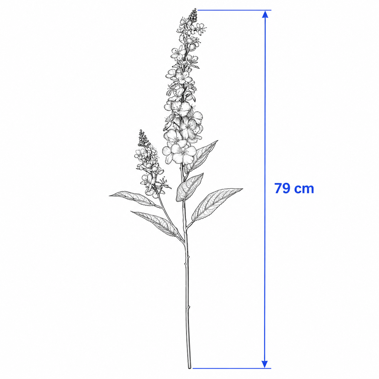 SMYKVIK Mullein Flower Stem - Image 5